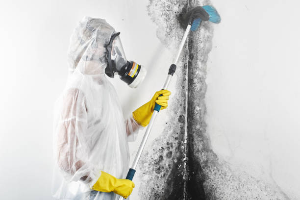 Best Mold Damage Restoration  in Winnebago, MN