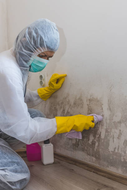 Professional Mold Removal in Winnebago, MN