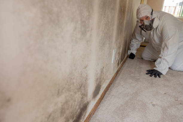 Best Environmental Consulting for Mold Prevention  in Winnebago, MN